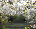 Orchard Blossom 77